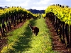 australiawine