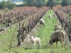 bandol_vineyards