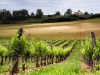 French vineyard