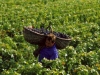 burgundy-vineyards