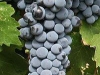 cabernet_sauvignon
