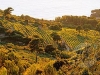 cassis