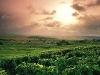 champagne-region
