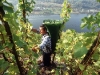 germany-grapes