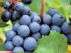 intervitis