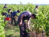 loire-harvest