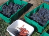maceration