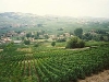 maconnais