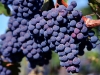 merlot