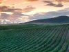 navarra