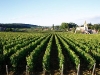 Cote de Nuits