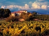 Vineyards of Bonnieux, Provence