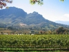 south-africa-wine