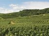 terroir-alsace