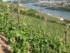 Vins de Vienne