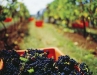vine_wide