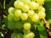vinograd1