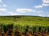wine1burg
