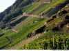 wine_mosel