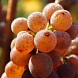Лучшие производители вина