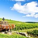 Из-за плохой погоды урожай в Бордо упал ниже двадцатилетнего минимума