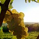 Рислинг (Riesling)