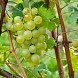 Шардоне (Chardonnay)